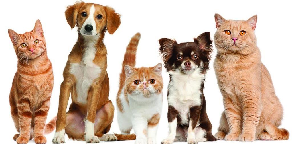 Доска объявлений о животных | ЗооТом - продажа, вязка и услуги для животных в Бодайбо