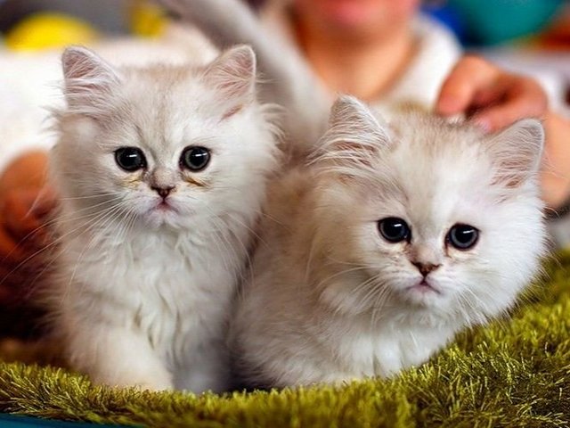 Породы кошек в Бодайбо | ЗооТом портал о животных
