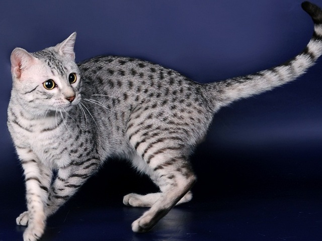 Породы кошек в Бодайбо | ЗооТом портал о животных