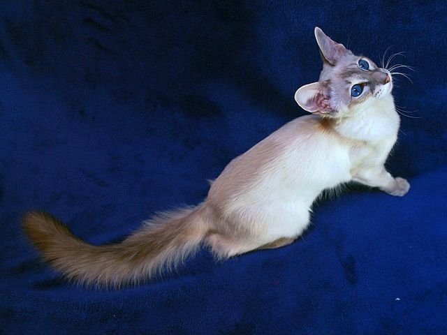 Выведенные породы кошек в Бодайбо | ЗооТом портал о животных