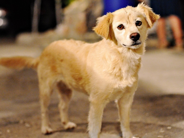 Породы собак в Бодайбо | ЗооТом портал о животных