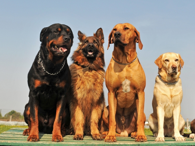 Крупные породы собак в Бодайбо | ЗооТом портал о животных